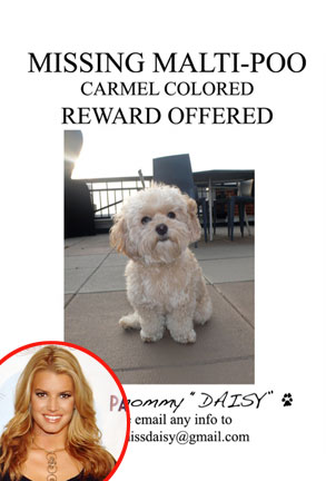 Jessica Simpson, Twitter daisy lost poster Jessica Simpson, Twitter daisy lost poster